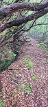 Plants: image 3 Of 208 Thumb